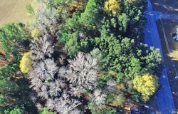 Bugleflower Lane, St. Matthews, SC 29135