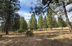566 Red Sky, Portola, CA 96122