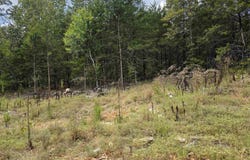 L38 B6 Old CC Road, Hardy, AR 72542