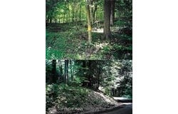 Pantherlick Road, Sugar Run, PA 18846