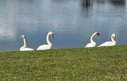 8913 SW Chevy Circle, Stuart, FL 34997