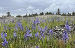 21301 S Harrison Rd, Cheney, WA 99008
