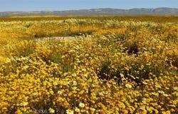 Davville, California Valley, CA 93453