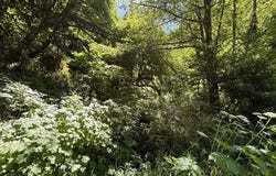 Sweet Creek Road, Mapleton, OR 97453
