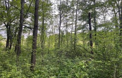 Crust Road, Brainerd, MN 56401