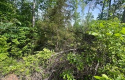 Big Hollow Rd, Monroe, TN 38573