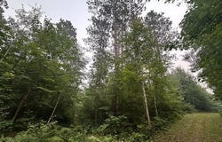 Kelly Lake Road, Barnes, WI 54873