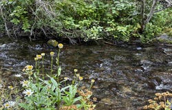 4482 Council Cuprum Rd, Council, ID 83612