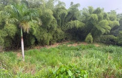 Cidra, Cidra, PR 00739