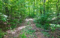 Highway 431, Roanoke, AL 36274