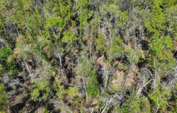 NE Champion Loop, Lee, FL 32059