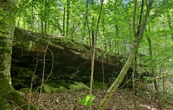 TOMMY MCGOUGH Rd, Carbon Hill, AL 35549