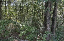 Alexander Circle, Summerville, SC 29486
