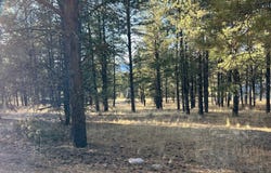 Jackson Hole lot: 14, Angel Fire, NM 87710-0000