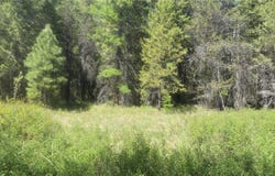 110 Verna Court, Libby, MT 59923