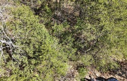 Oak Lane lot: #20, Shell Knob, MO 65747