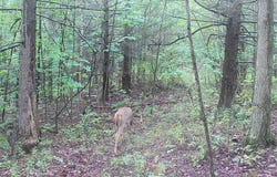Stewart Road, Addison, NY 14801