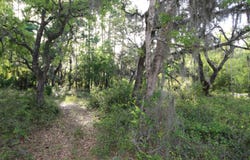 Bottoms Road lot: 6-7, Panacea, FL 32346