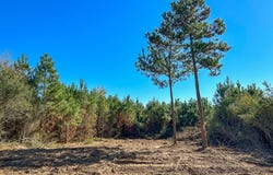 6 County Road 3121, Long Branch, TX 75669