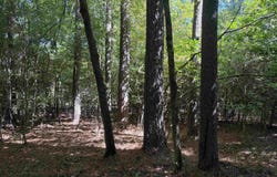 Highway 167 N, Ivan, AR 71748