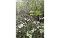 226 Madison's Fork, Banner, KY 41603
