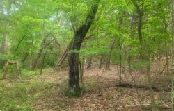 1429 Casey Creek rd, Chesnee, SC 29323