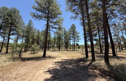 854 E PINE MEADOW Lane, Show Low, AZ 85901