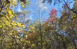 County Rd 3022, Double Springs, AL 35553
