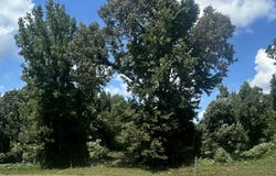 Hwy 72 lot: 1-4, Walnut, MS 38683