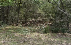 Mitchell Road, Kosse, TX 76653