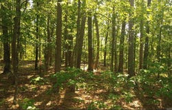 169 Brooke Ln, Bee Branch, AR 72013
