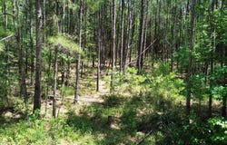 PARCEL#41620 CR 4720, Kennard, TX 75847