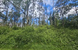 HAWAII RD, Pahoa, HI 96778