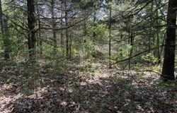 Ranch Road, Willow Springs, MO 65793