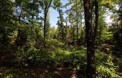 Baylor House Road, Bigelow, AR 72016