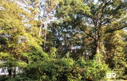Montrose Woods Drive, Fairhope, AL 36532