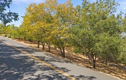 16099 Greenwood RD, MONTE SERENO, CA 95030
