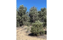 Conifer, Kennedy Meadows, CA 93527