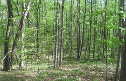 M-115, Tustin, MI 49688