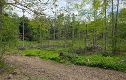 416 Ouaquaga Rd, Windsor, NY 13865