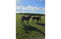 7885 E 590, Locust Grove, OK 74352