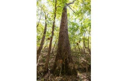 Gorgas Road, Berry, AL 35546