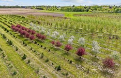 22901 Oakdale Drive, Corcoran, MN 55374