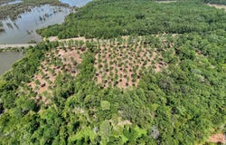 FM 83 lot: 013, Broaddus, TX 75929