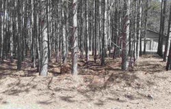 12380 Pine Mesa Drive, Stanwood, MI 49346