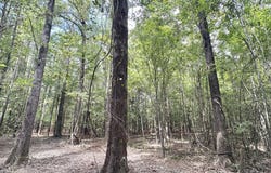 3 Clara Foote Rd, Braxton, MS 39044