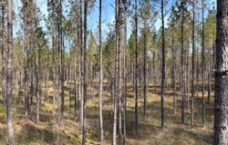 Cr 142, Quitman, MS 39355