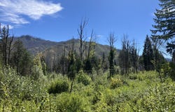 Blue River Dr, BlueRiver, OR 97413