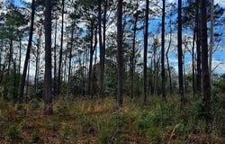NHN Hwy 11, Poplarville, MS 39470