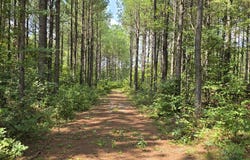 1917 Sheep Ranch Road lot: 5, Robbins, TN 37852